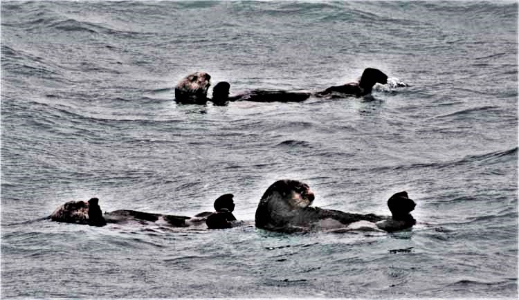 sea otters in water